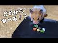 ハムスターが大好きなのはひまわりの種なのか!?