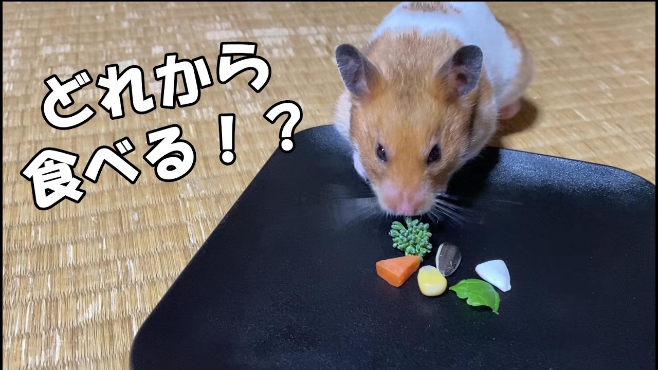 ハムスターが大好きなのはひまわりの種なのか！？