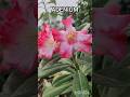 Adenium / Адениум #plants #nature #shortvideo #shorts #adenium #flower #pink