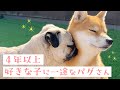 数年間一緒に暮らしていても、いまだに初恋気分で柴犬さんに接するパグさん。