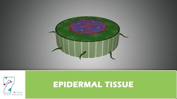 EPIDERMAL TISSUE