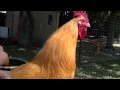 Friendly buff orpington rooster george