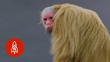 Red-Faced, Hairless and Handsome: Meet the Bald Uakari Monkey
