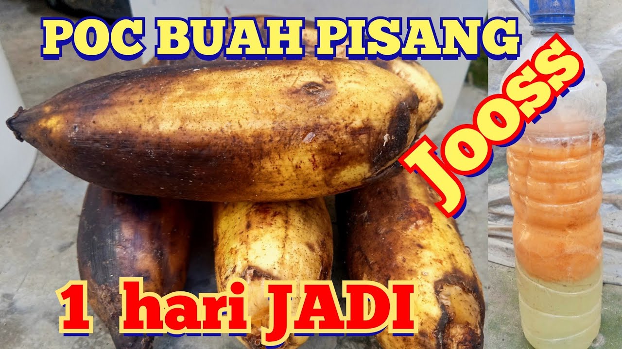 сделать банановый фрукт POC (банан JLF) за 1 день - лучшее быстрорастворимое удобрение