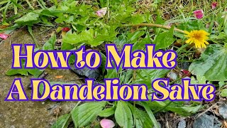 Download Lagu How to Make a Dandelion Salve MP3 Download Lagu How to Make a Dandelion Salve MP3