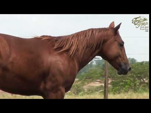 18   BUBA SNIPPY FSH