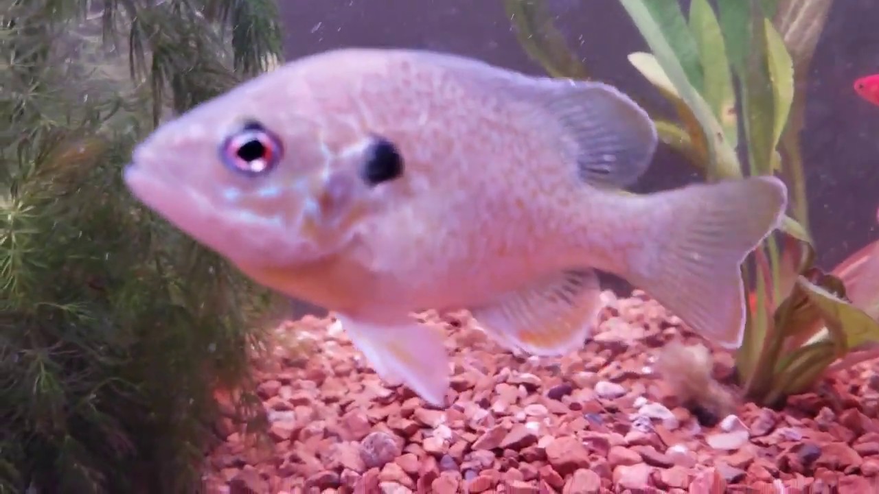 Largemouth Bass fish tank YouTube