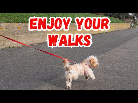 Dog Training Made Easy with the Long Line Technique