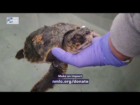 It's Turtle Season at NMLC!