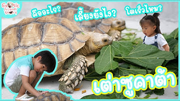 เต่าซูคาต้าคืออะไร? เลี้ยงยังไง? โตเร็วไหม? Sulcata Tortoise | Exotic Friends Story EP:2