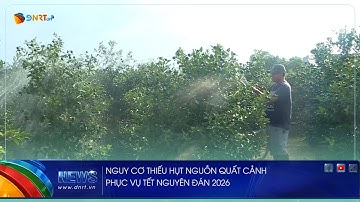 NGUY CƠ THIẾU HỤT NGUỒN QUẤT CẢNH PHỤC VỤ TẾT NGUYÊN ĐÁN 2026