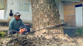 House at risk‼️ STIHL ms881, cut down 2 trees near the house.