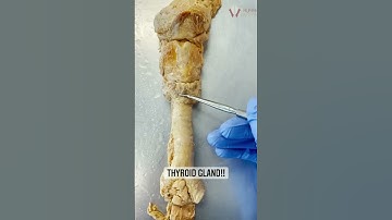 The Gland That Controls Your Metabolism | Thyroid Gland!