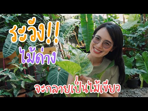 ผลสลากกินแบ่งรัฐบาล วันที่ 1 พย. 2567