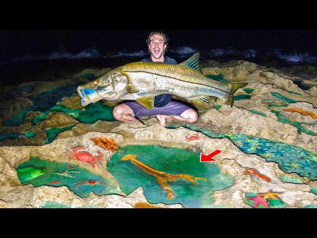 24 HOUR Fish Trap in CREEPY TIDE POOL Catches Wild FISH! 