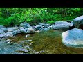 🌿 Peaceful Water Stream Ambience for Sleep, Relaxation and Stress Relief 💤