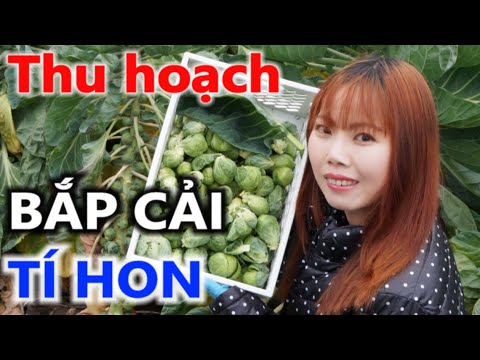 Video: Một chiếc váy cưới có thể ăn được làm từ những cánh hoa kẹo. Dự án nghệ thuật của Juan Manuel Barrientos