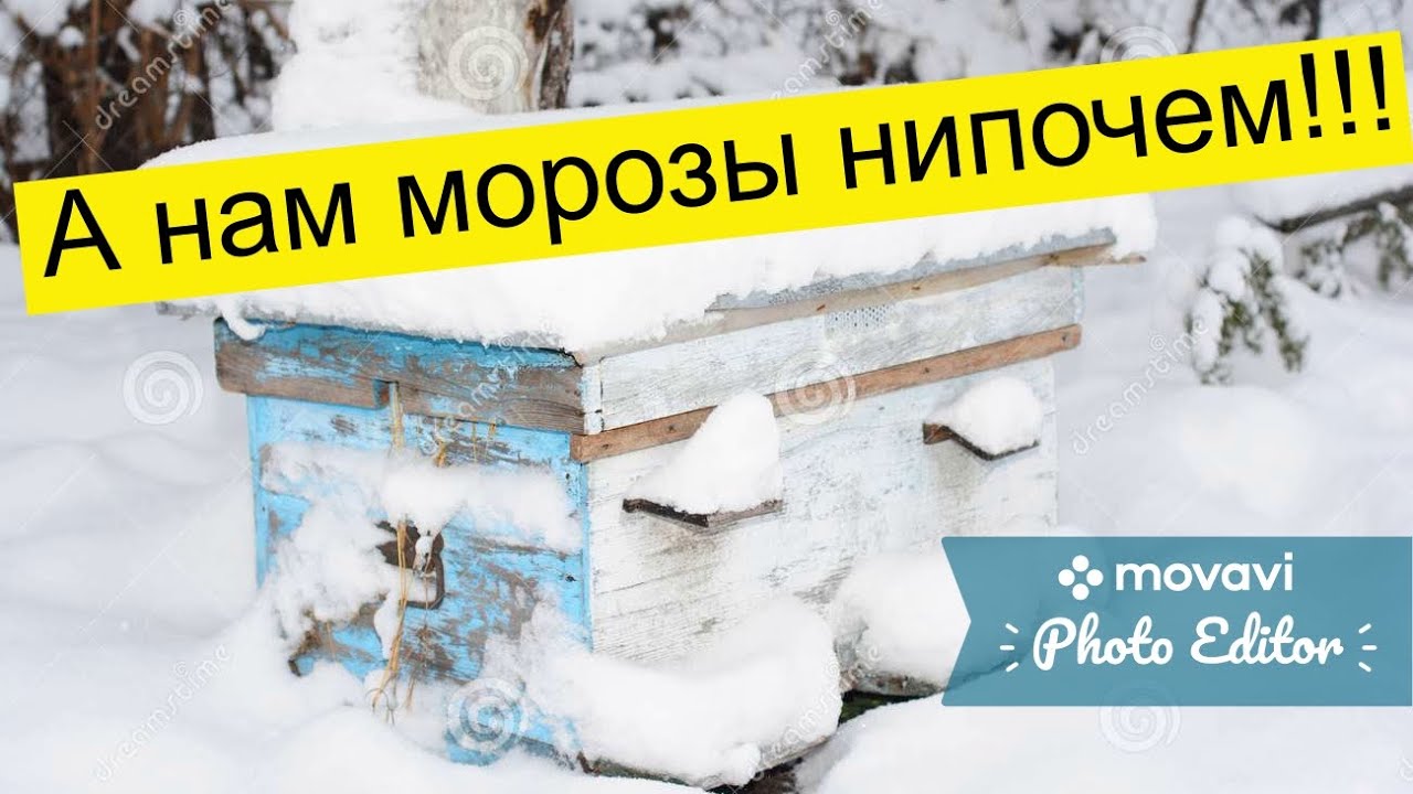 Мороз нипочем как пишется. Животные которые не боятся холода. Норвежская лесная кошка белая. Доброе утро зима кот. Мороз нипочем как пишется.