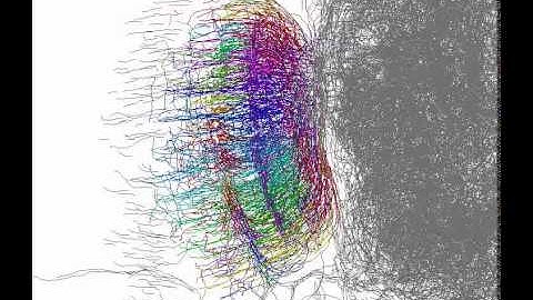 Optic lobe network of fruit fly brain