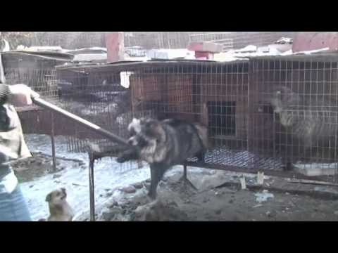 One Minute of Reality: Fur Industry