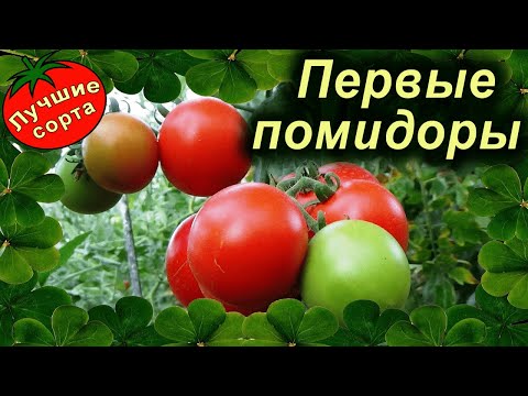 Какие помидоры созрели первыми (РАННИЕ СОРТА ТОМАТОВ)