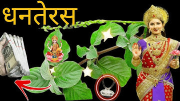 18 October 2025 धनतेरस के दिन😱यह पौधे की जड़ का ताबीज😱बनाकर पहन लेनामाता लक्ष्मी😱की होगी असीम कृपा