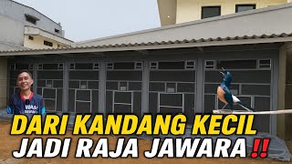 DARI KANDANG KECIL JADI RAJA JAWARA‼️ KISAH SUKSES PETERNAK MURAI BATU NASIONAL