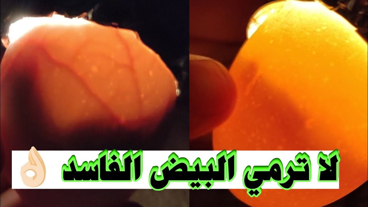 ماهي ظاهرة الإنفجار الدموي /كيف أستفيد من البيض الغير مخصب 🤔