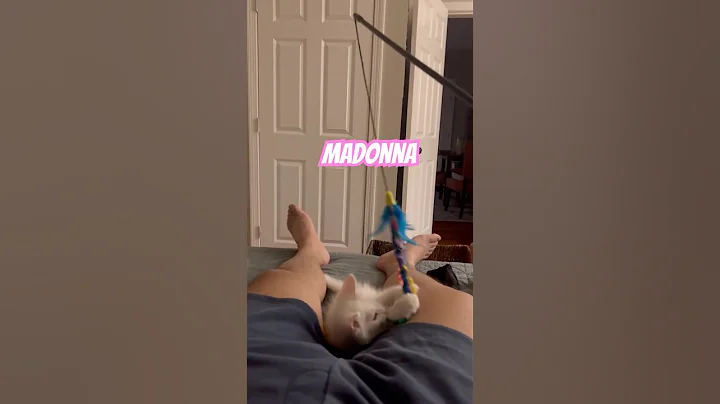 Video 11814491: white cat mainecoon, mainecoon cat playing, mainecoon cat cute