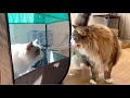 お迎えした子猫と初めての対面！先住猫の意外すぎる反応がこちらです…