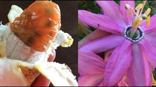 Banana Passion Fruit -To Grow or Not to Grow?