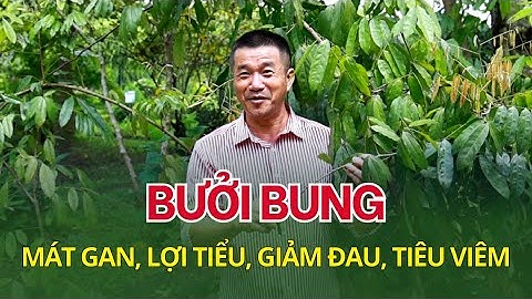 Bưởi bung – Mát gan, lợi tiểu, tiêu viêm #buoibung #Cơmruou #Glycosmis_pentaphylla #thaoduoc