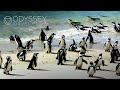 African Penguin Colony | Simon&#39;s Town, South Africa | Travel Documentary