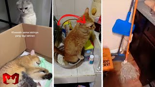 Kucing Lucu, Gemesin, Gemoy, Comel Auto Ketawa Ngakak..! Video Kucing Lucu Tiktok Viral Terbaru 2022
