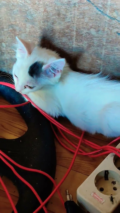 kucing