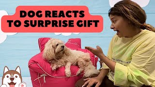 DOG reacts to specially designed POPCORN CHAIR 💺