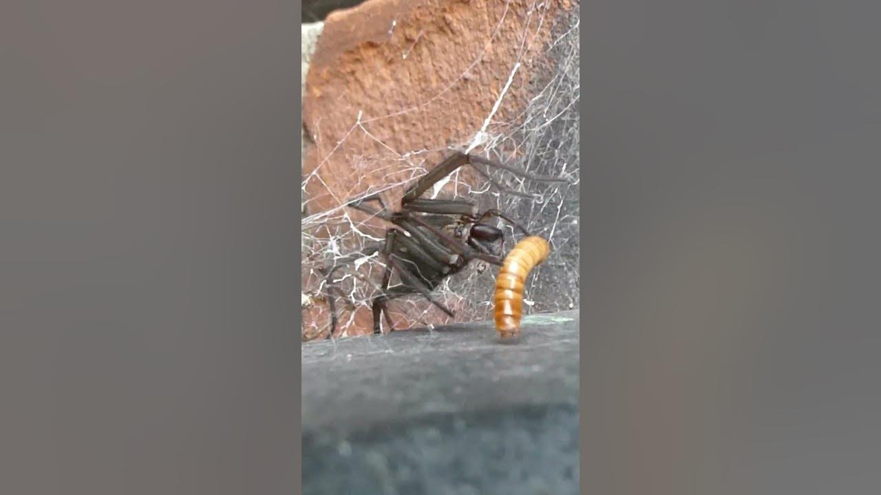 Philipfish50 shorts a wild giant house spider killing mealworm