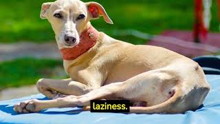 Why is the Italian Greyhound one of the laziest dog breeds in the world?