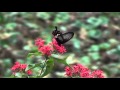 Pentas lanceolata and Crimson red butterfly