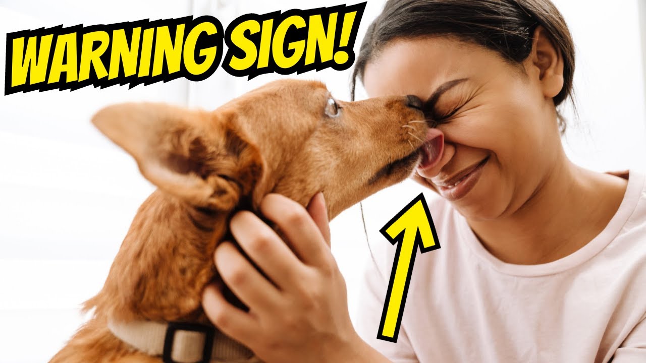 Why Does My Dog Lick Me?