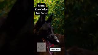 Acorn Knowledge Fun Facts     Belgian Sheepdog