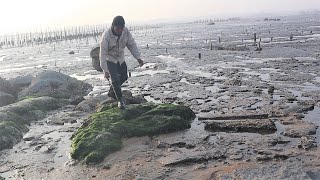 一打开石板惊吓到海货半斤重的蟹跑出来晒太阳这价钱也挺贵的