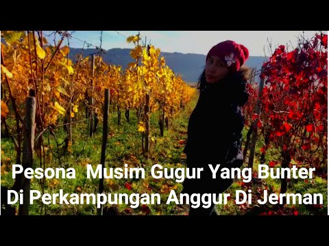 Video: Anggur Musim Gugur Federweisser Jerman