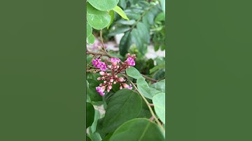 Mẹo để đàn ong dú phát triển #nuoiong #bee #ongdu #xuhướng