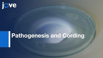 Pathogenesis and Cording of Mycobacterium Abscessus Study | Protocol Preview