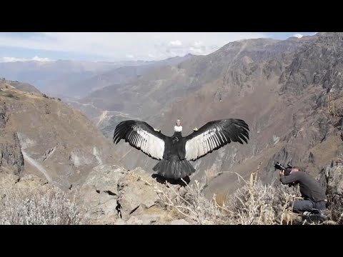 Video: Quanti condor sono vivi oggi?