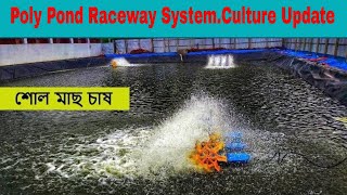 Poly Pond Raceway System.Culture Update.  Agro Tech Bangladesh.