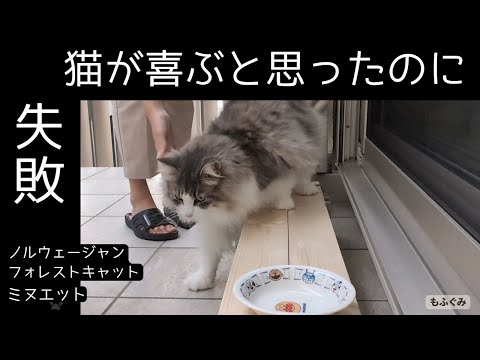 猫が好きな細い板。置いてみたけど...。【ミヌエット＆ノルウェージャンフォレストキャット】