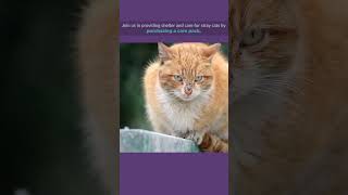 Give Shelter To Stray Cats Living In Harsh Conditions