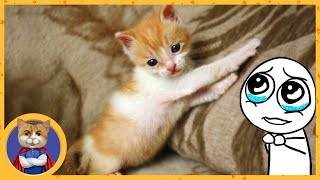 LIFE OF SAVED KITTEN  Ryzhik (Ginger)